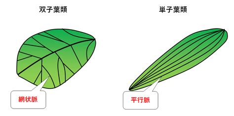 平行脈植物